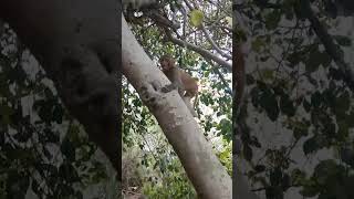 Monkey Jumping In Tree Monkey Video Bander Video