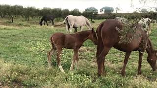 Mamá yegua nos presenta a su nuevo hijo.caballos y yeguas pura raza española