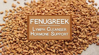 Graines Et Pousses De Fenugrec, Un Nettoyant Lymphatique Et Un Stimulant Hormonal