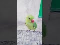 magic parrot 🦜 #birds #talkingparot #parrot #cute 🦜