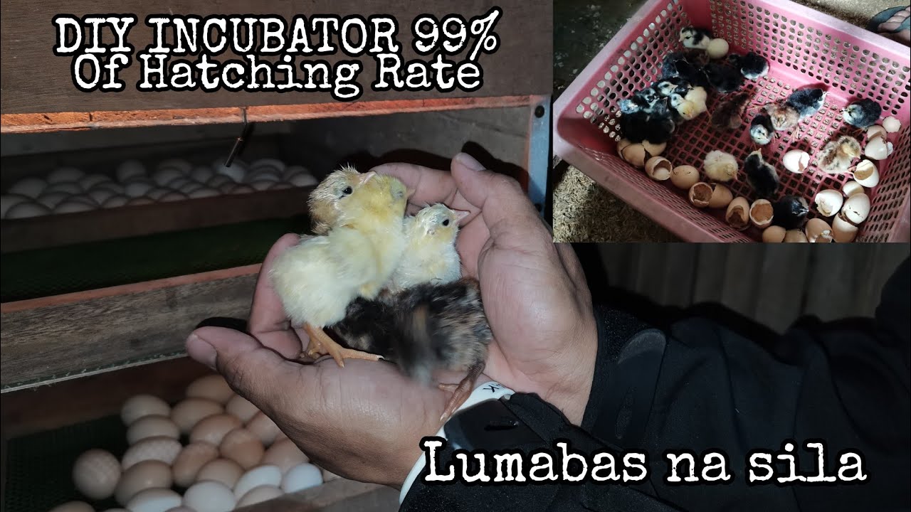 DIY INCUBATOR 99 HATCHING Rate(Hatching Day for our Eggs in the