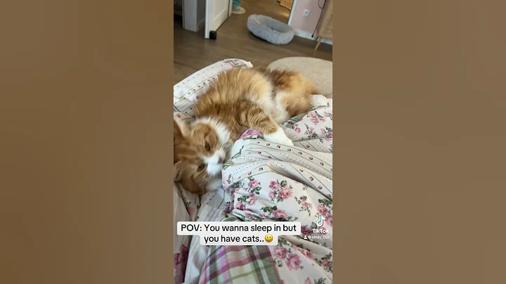 Watch the video about I just wanna sleep 😩 #cat #orangecat #mainecoon #catlover #funny #catsoftiktok