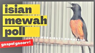 Auto Ngamuk  Murai Batu Gacor Bongkar Kasar Ini Ampuh Bikin Emosi Sepanjang Hari