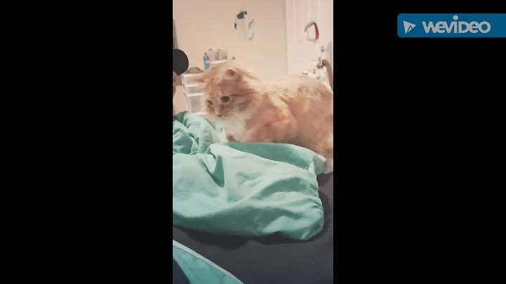 Watch the video about Maine coon attack sound