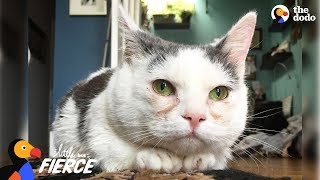 Cat with Short Legs Looks Like a Tiny Potato - GISELLE | The Dodo Little But Fierce Cat with Short Legs Looks Like a Tiny Potato - GISELLE | The Dodo Little But Fierce