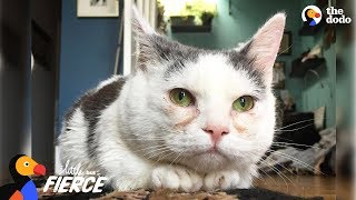 Cat with Short Legs Looks Like a Tiny Potato  GISELLE | The Dodo Little But Fierce