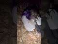 山で少女に遭遇後編 #shorts #もあ #心霊 #ヤベンジャーズ #配信