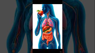 Ever Seen Digestion Like This? Inside The Human Body