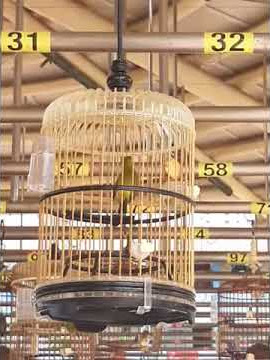 Puteh sings at Toa Payoh Bird Arena 《Singapore Pleci Kaki》