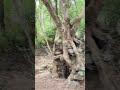 Let’s explore Angkor Archeological Park!