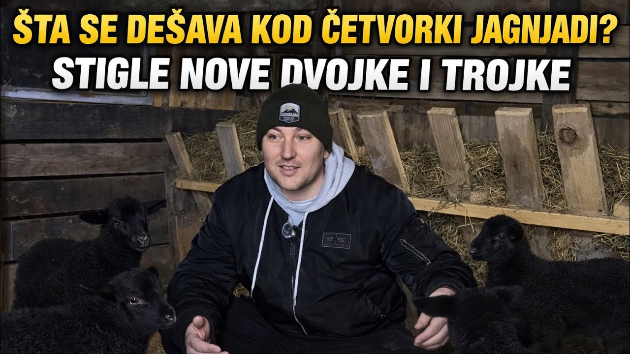 IMALI SMO GUBITKE… ŠTA SE DEŠAVA KOD ČETVORKI JAGNJADI?