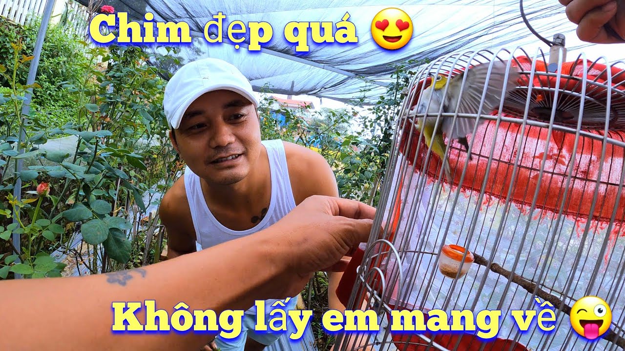 Lấy Chim Khuyên Của Em Nhân Lừa Anh Long Đổi Lấy Sáu Cành Hoa Hồng / Quế Nghịch