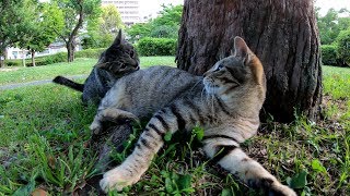 子猫が顔を合わせると、すぐに喧嘩が始まる