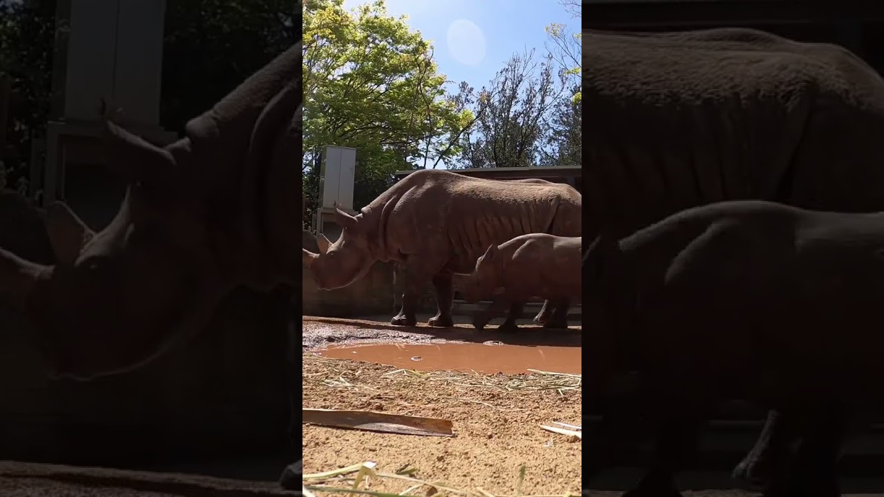 Little rhino, big splash  