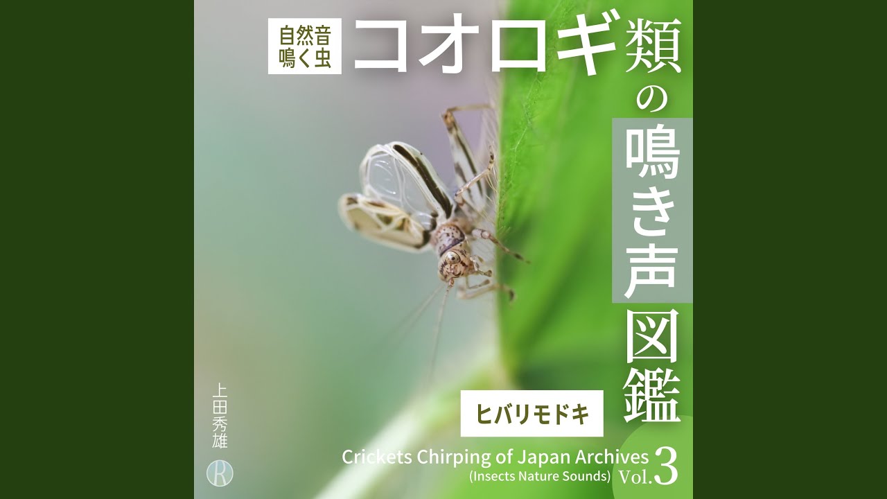 ヒゲシロスズ - YouTube