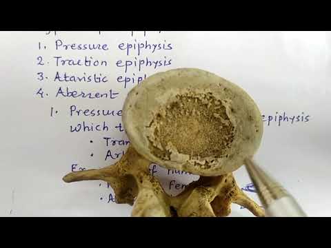 Epiphysis | GENERAL ANATOMY