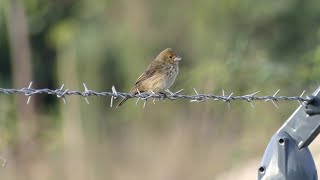 Blue-Black Grquit Volatinia Jacarina Splendens Female In French Guiana