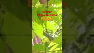 Hunting Tekukur Emas Pedalaman Papua Crot