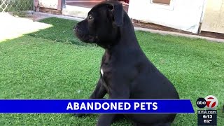 Puppies abandoned outside El Paso’s Animal Rescue League