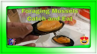 Foraging Mussels in Morro Bay | Catch and Eat