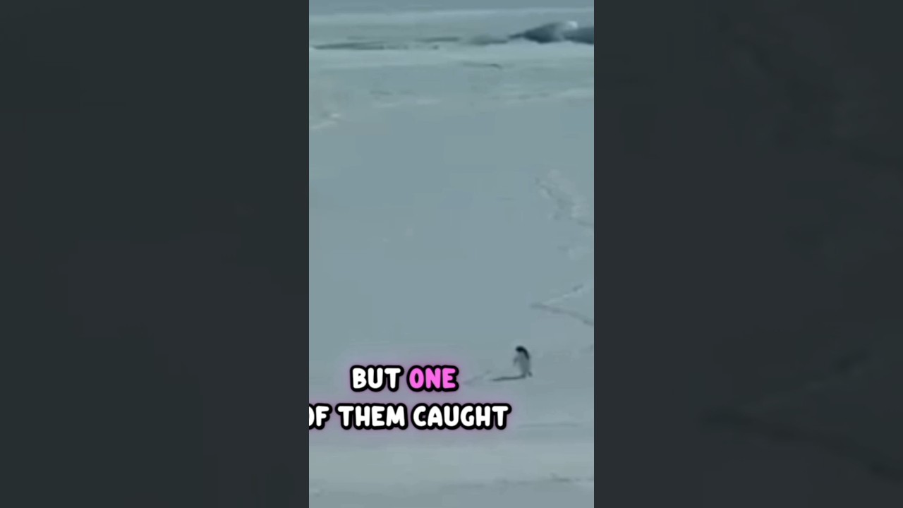 A 30-Second Story About a Depressed Penguin & Mental Health 