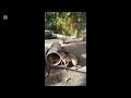 Visitando los animales del zoológico #zoológicos #zoo#animales #serpientes#geco 