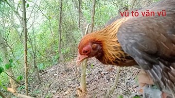 đi rừng thăm bây lại tiếp tục lên hàng gà vũ tô văn vũ