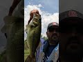 Largemouth crushes a @berkleyfishing Choppo