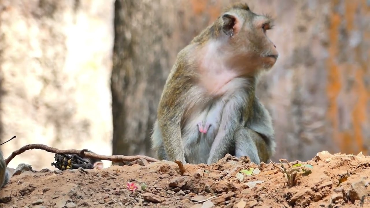 Aprile monkey give release of baby for out from her free, bay jump up to her