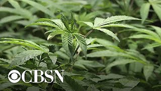 Los Angeles County DA to dismiss almost 66,000 marijuana convictions