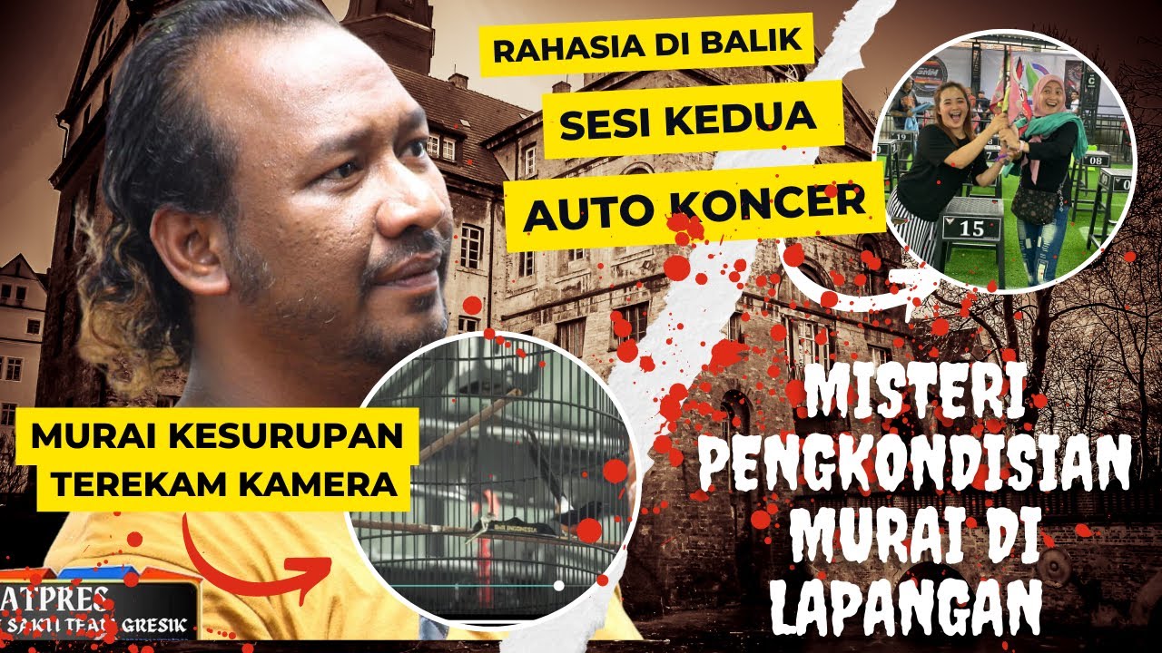 Murai tinggi birahi kurang tenaga saat di lapangan,!! Misteri di balik auto koncer!!!