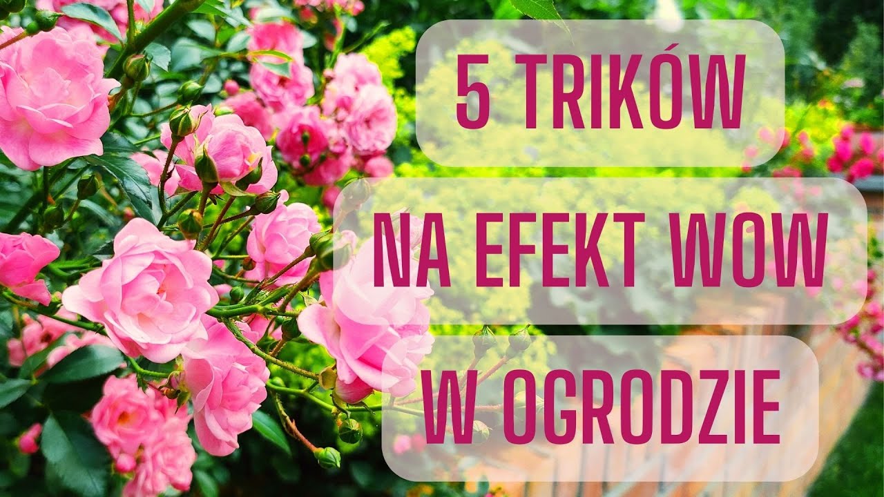 5 SPRAWDZONYCH TRIKÓW NA SZYBKI EFEKT WOW W OGRODZIE. Jak stworzyć piękny ogród pełen kwiatów.