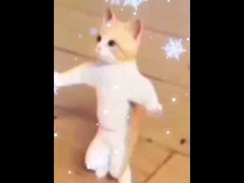 كل مرة بشوفك فيها تامرحسني القطة المشمشية الراقصة الترند 