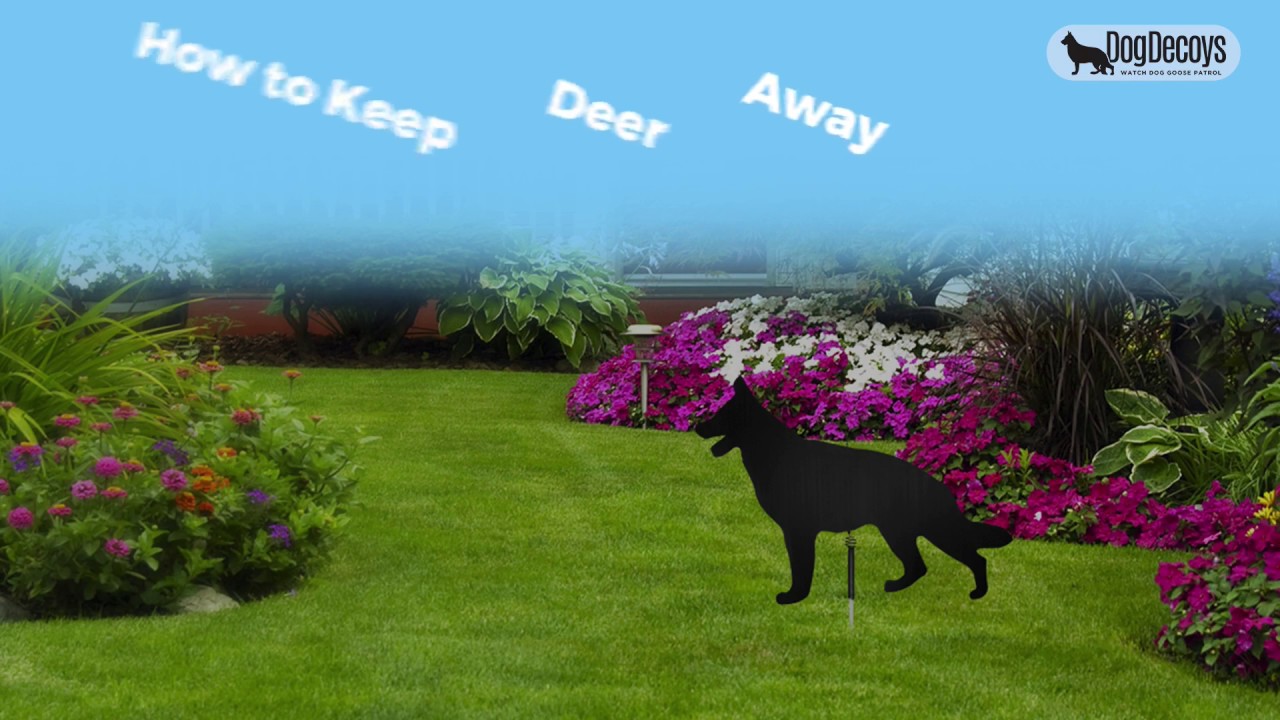 How To Keep Deer Away YouTube