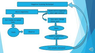 Negative Staining procedure - Microbiology with Sumi