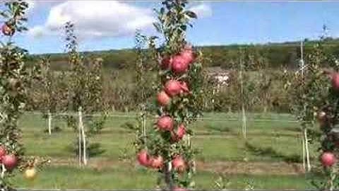 UMass Fruit Advisor: Sep 12, 2007-2nd leaf Honeycrisp on B.9