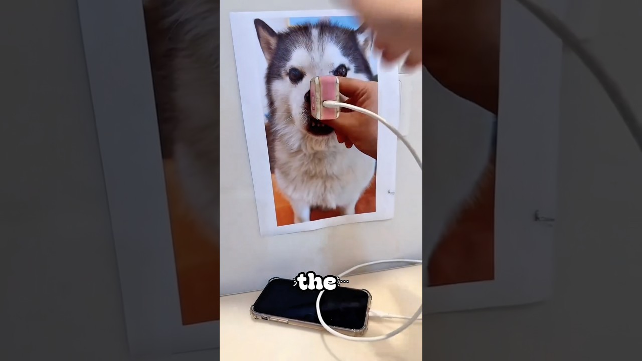 He Pranked His Dog Using Photos Of The Dog Itself 💀” #shorts