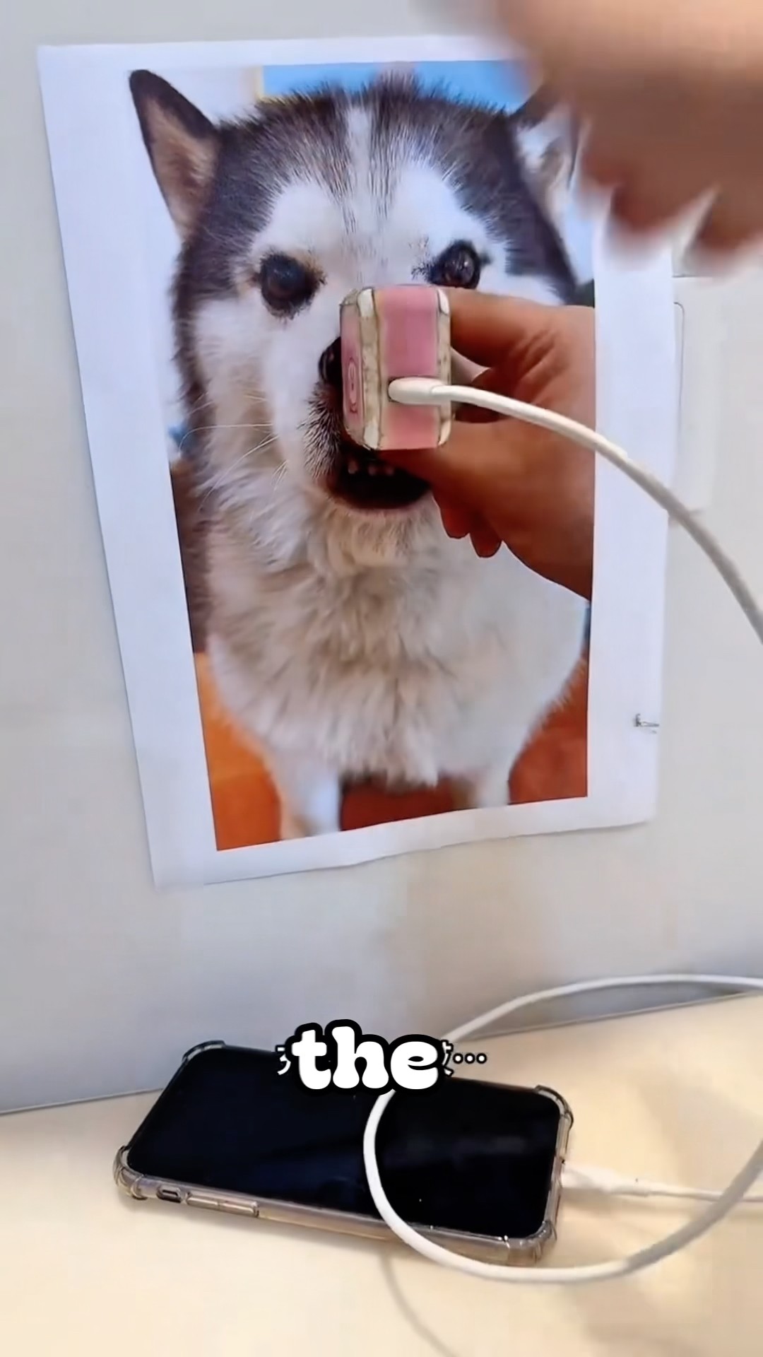 ThinkingDogs出品しているもの全て(写真に乗り切ってないです) He Pranked His Dog Using Photos Of The Dog Itself 💀” #shorts
