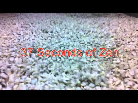 37 Seconds of Zen; Conceptual Gravity Sorting