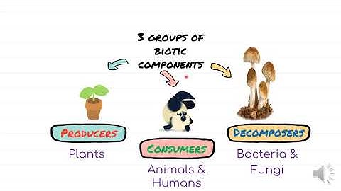 SNC Class 4, General Science, Components of ecosystem