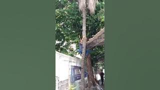 DETIK DETIK JATUH DARI POHON KELAPA