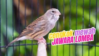 MATERI ISIAN MEWAH - MASTERAN KENARI ISIAN BLACKTHROAT GACOR DURASI PANJANG MUDAH MASUK