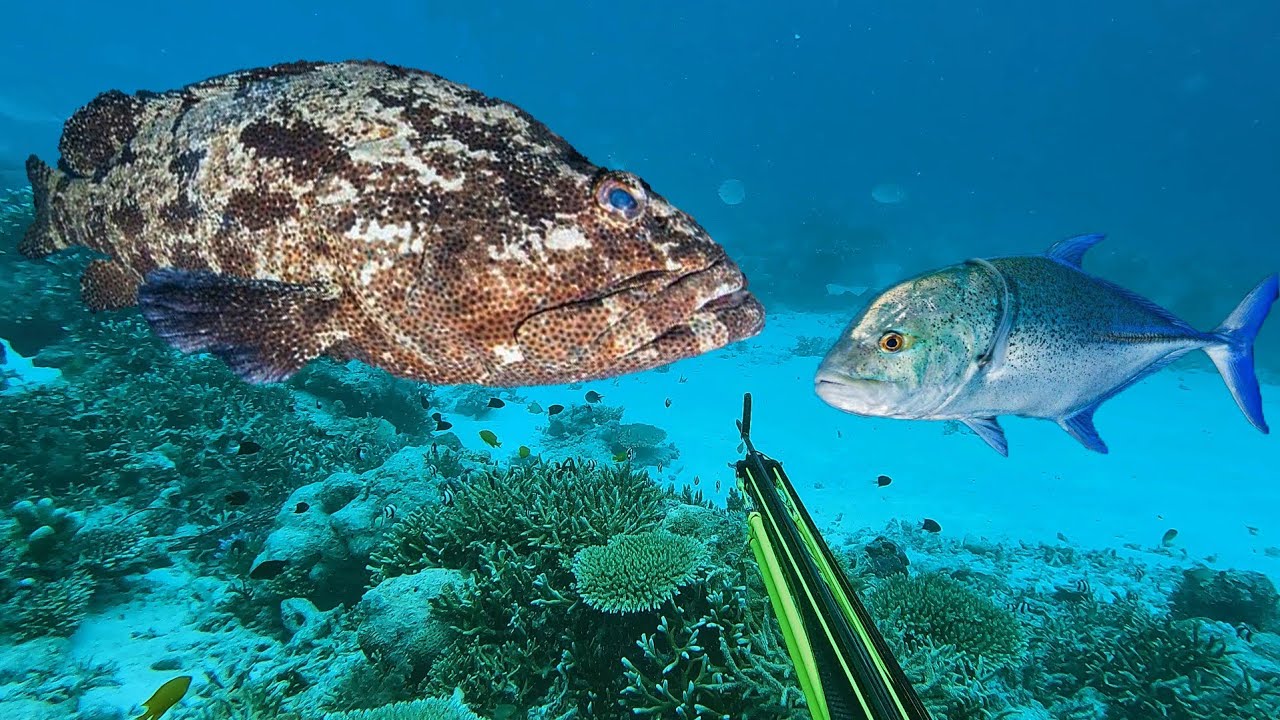 Berburu Ikan Kerapu Yang Bersembunyi Di Balik Batu Dan Ikan Trevally