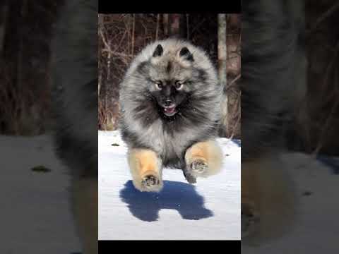 Щенки наши малыши