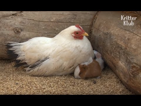 Video: Babi Guinea - Haiwan Peliharaan