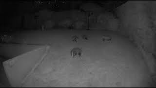 Arlo Pro 2 – badger cubs night vision