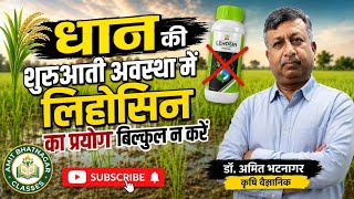 धान की शुरुआती अवस्था में लिहोसिन का प्रयोग बिल्कुल न करें