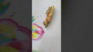 Insect Pretends To Go Belly Up Lixus Pulverulentus