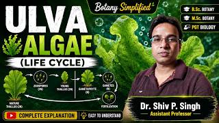 Ulva | Geen algae | Ulva life cycle | Sea Lettuce