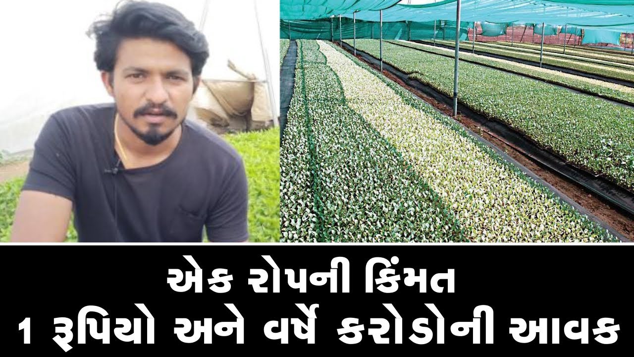 ખેતીને બદલે આ યુવકે નવો ધંધો ચાલું કર્યો ll એક સિઝનમાં કરે છે કરોડો રૂપિયાની કમાણી ll